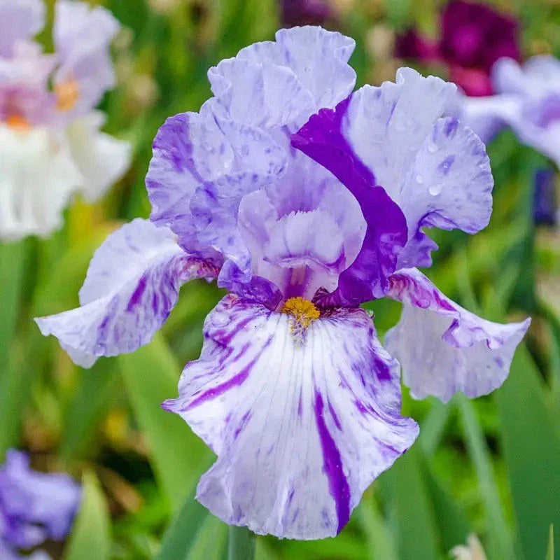Tall Bearded Iris Rhizome - Eleanealope Reblooming - Freshly Dug Plant - Iris germanica