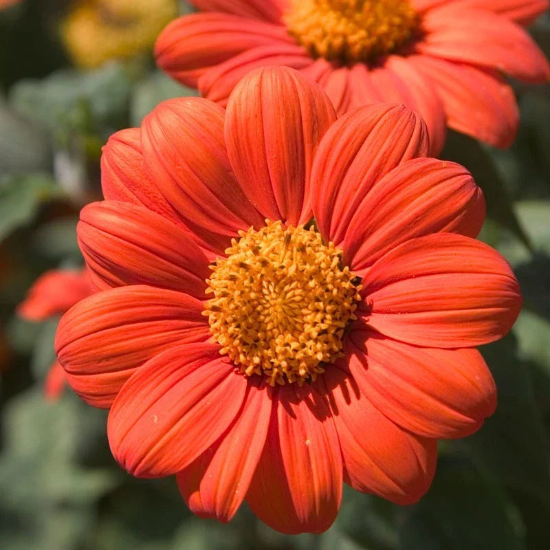 Mexican Sunflower Seeds, Orange, Tithonia diversifolia, Attract Butterflies, Daisy-Like Bloom, Garden Flowers
