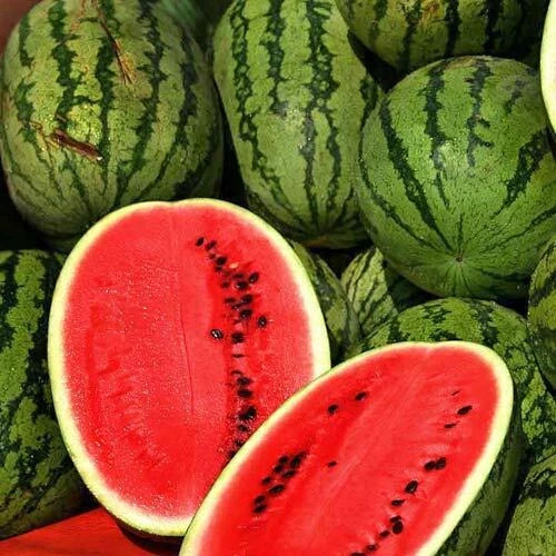 Jubilee Improved Watermelon Seeds - Heirloom Non-GMO - 1040
