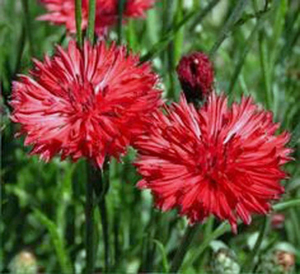 Bachelor Button Seeds, 50 Count, Tall Red Variety, Beautiful Bright Blooms, Centaurea cyanus