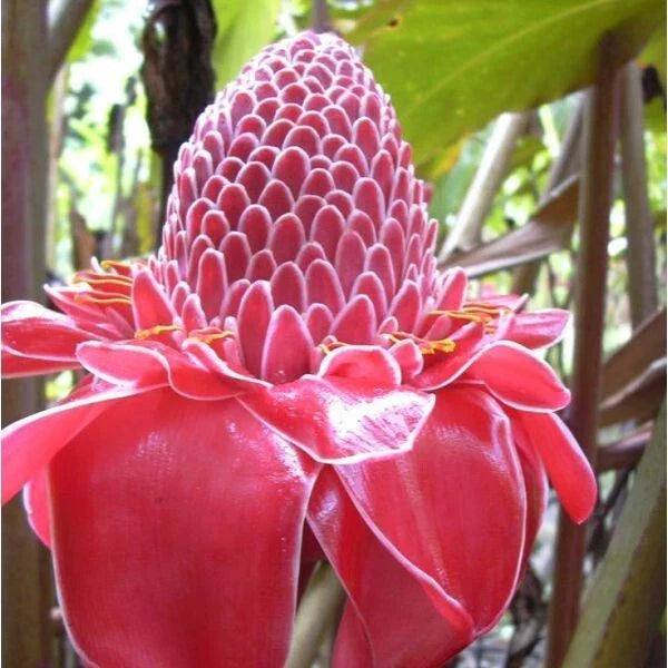 Torch Ginger Seeds - Etlingera Elatior Pink - Combrang - 10 Seeds - Exotic Flowering Plant for Gardens