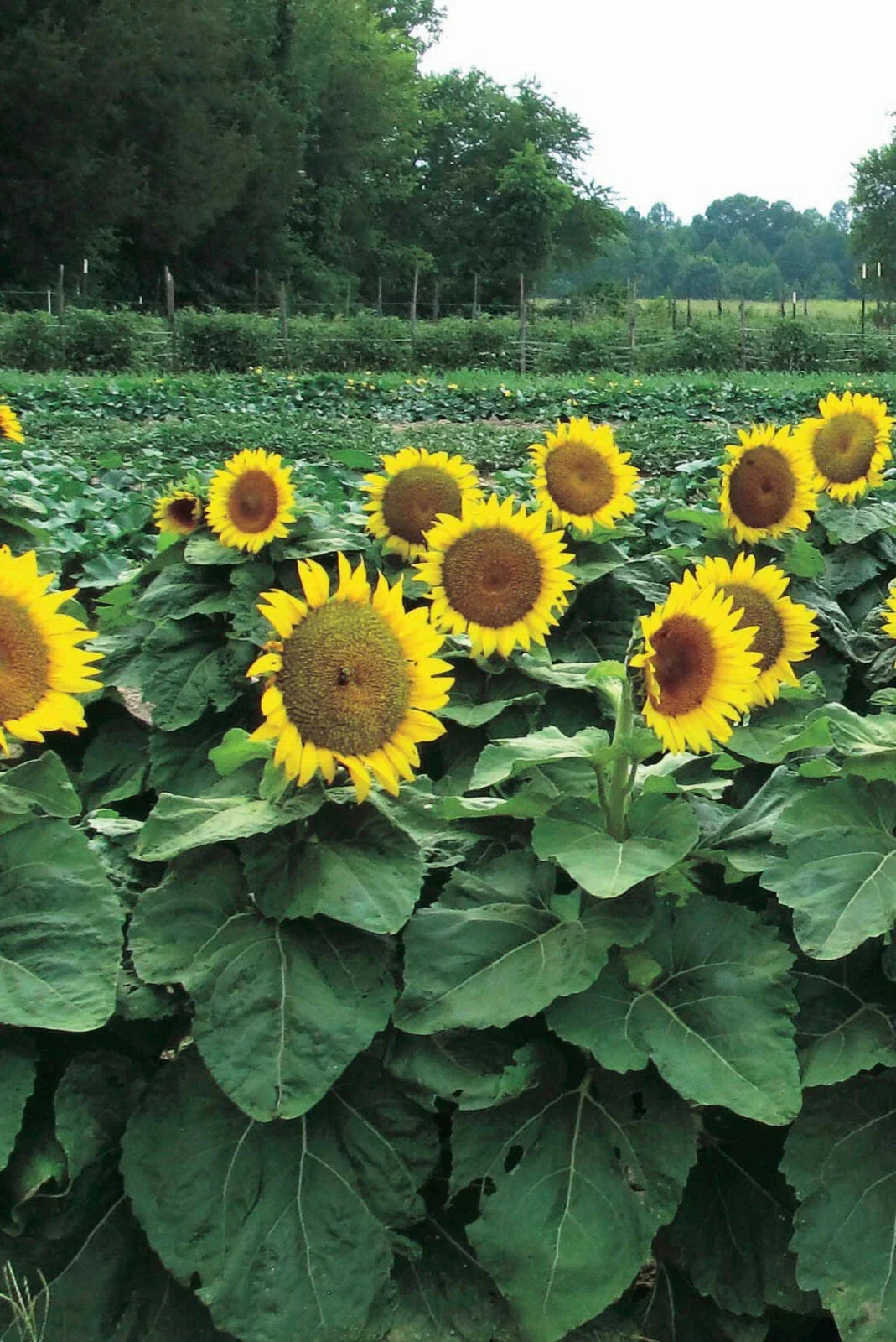 Dwarf Sunspot Sunflower Seeds 50 Count - Helianthus annuus - Exotic Flower for Garden Planting