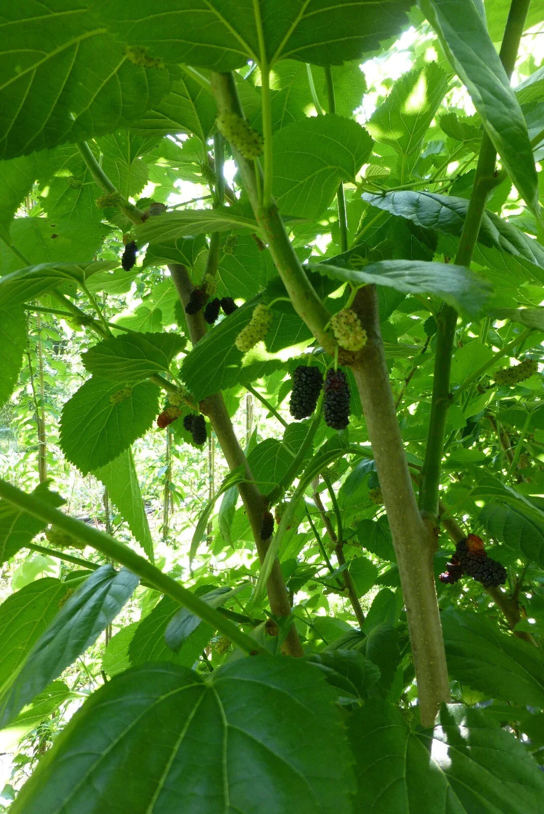Mulberry Scions Cuttings - 5 Pack, Choose Your Variety - Morus spp.