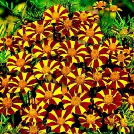 Court Jester Marigold Seeds - 25+ Pack for Garden Planting - Tagetes patula - USA