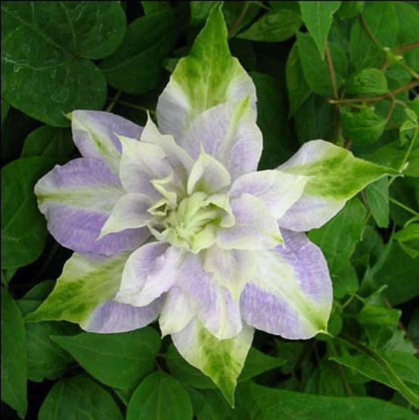 Clematis Seeds - 25 DBL Purple Green Perennial Flower Seeds - Clematis Viticella - US Seller