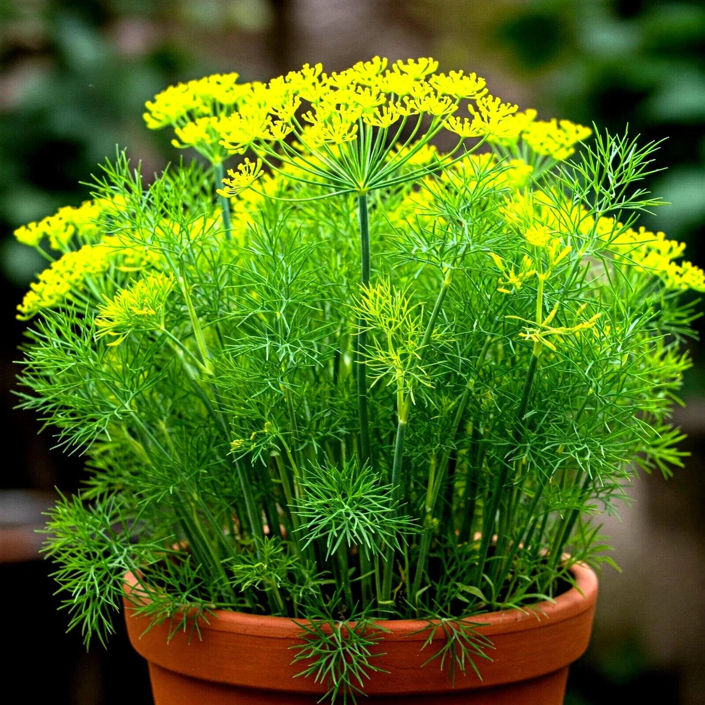 Dill Seeds - 800+ Count - Non-GMO Heirloom - Perfect for Autumn Herb Vegetable Garden - Anethum graveolens
