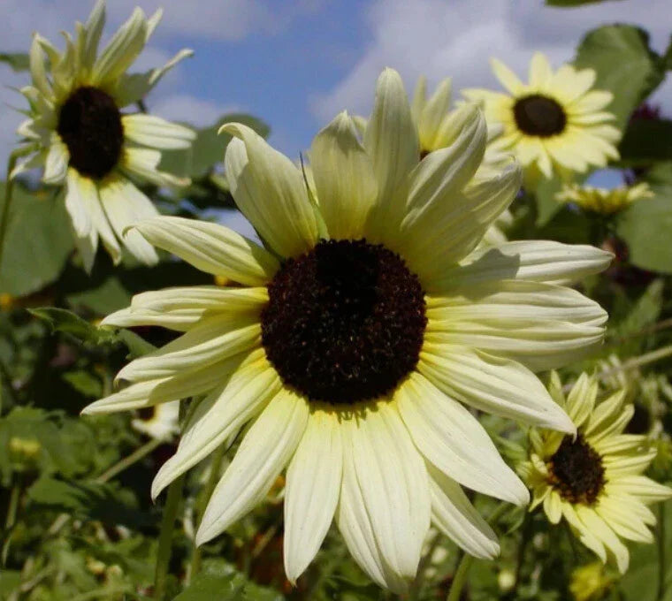 Sunflower Seeds - 200 Heirloom ICE CREAM (Italian White) - Tender Perennial - Perfect for Gardens - Helianthus annuus