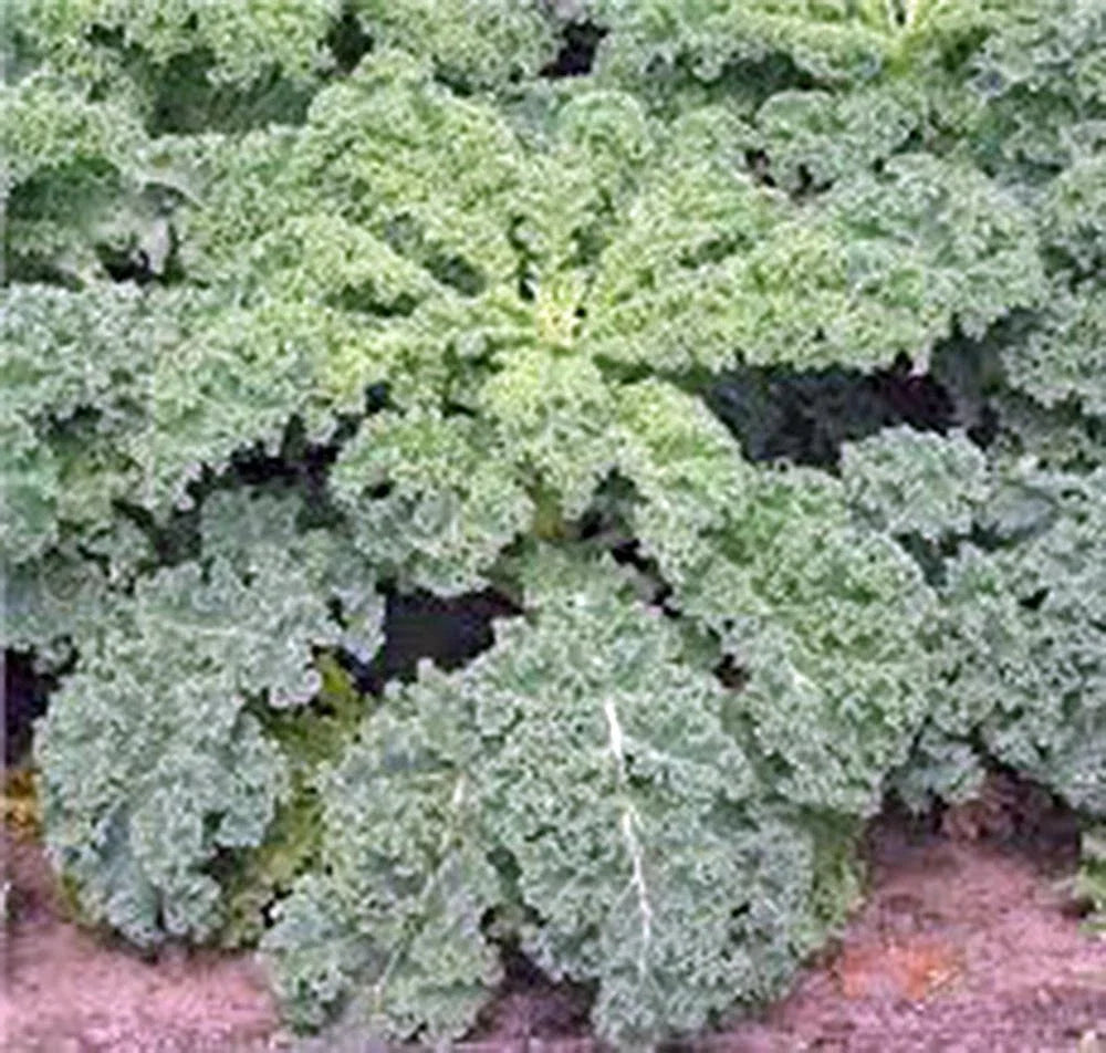 Kale Seeds, 1000 Seeds, Dwarf Siberian, Heirloom, Non-GMO, Healthy Green, Brassica oleracea