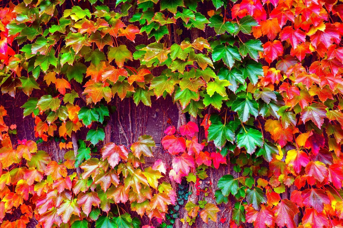 Japanese Ivy Seeds - 50 Seeds - Easy to Grow Creeping Vine - Hedera helix - Ideal for Planting in Iowa
