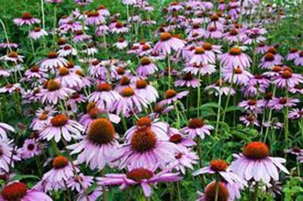Purple Coneflower Seeds, 1000 Seeds, Echinacea purpurea, Beautiful Purple Coneflowers for Garden or Landscape