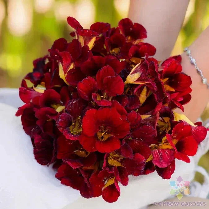 Dwarf Black Velvet Nasturtium Seeds - 50+ Pack - Edible Flower - Tropaeolum majus - Fast Shipping USA