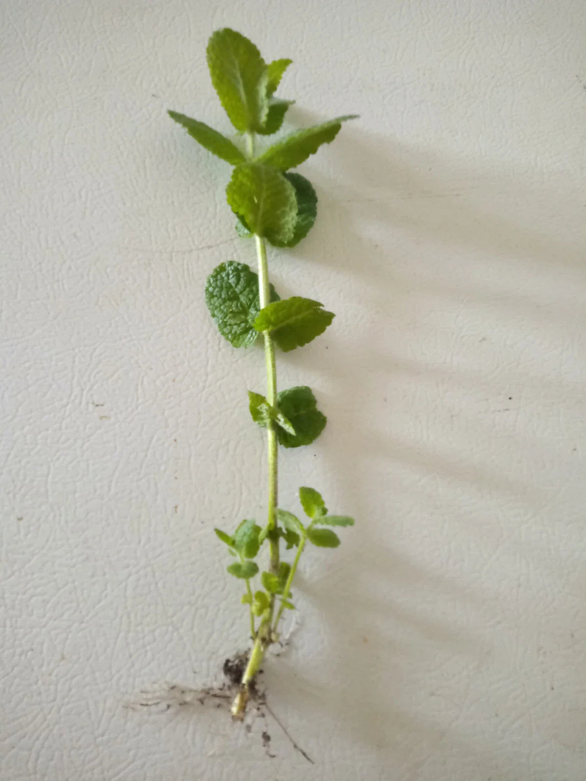 Apple Mint Cuttings - 15 Wooly Mint Plant Cuttings (Mentha suaveolens) - Ready to Plant