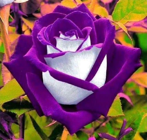 White Purple Rose Seeds - 10 Perennial Flower Seeds - Rosa spp. Flowering Shrub Seeds for Garden Planting