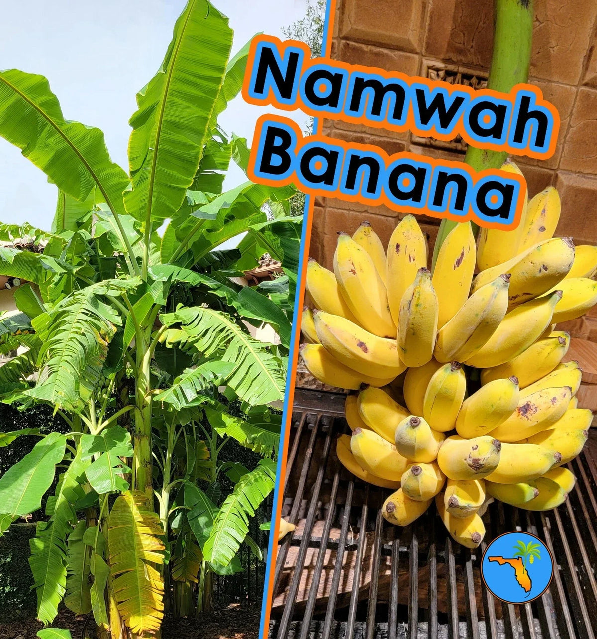 Namwah Banana Live Plant, Cold Hardy Edible Variety, Fast Growing, Pisang Awak (Musa acuminata)