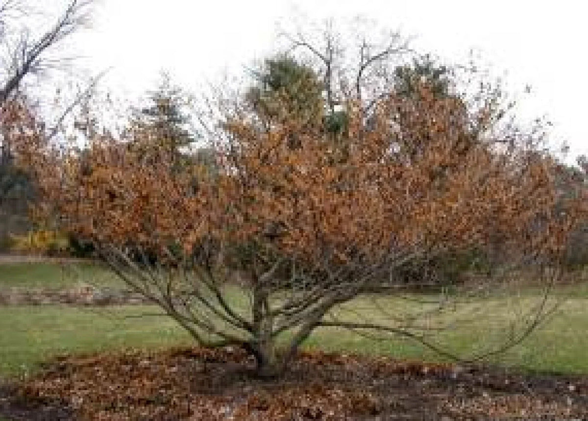 Vernal Witch Hazel Seeds - 15 Pack - Flowering Shrub - Hamamelis vernalis - Native Plant for Garden