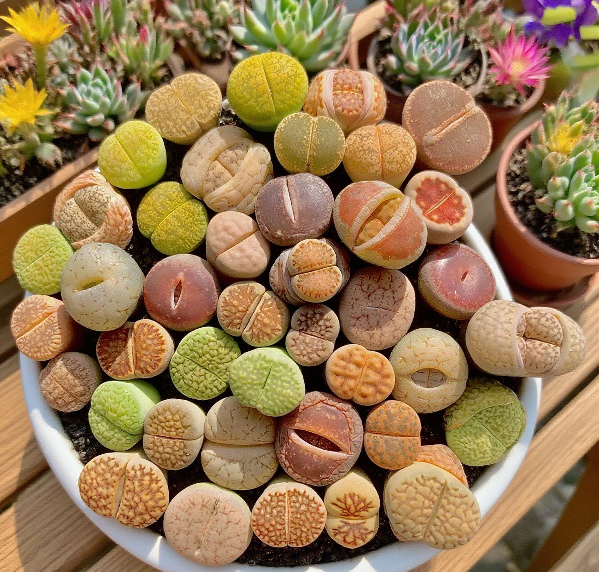 Large Lithops Succulent Mix - Rare Living Stones Plants, 10pcs, Bare Root - Easy Maintenance (Lithops spp.)