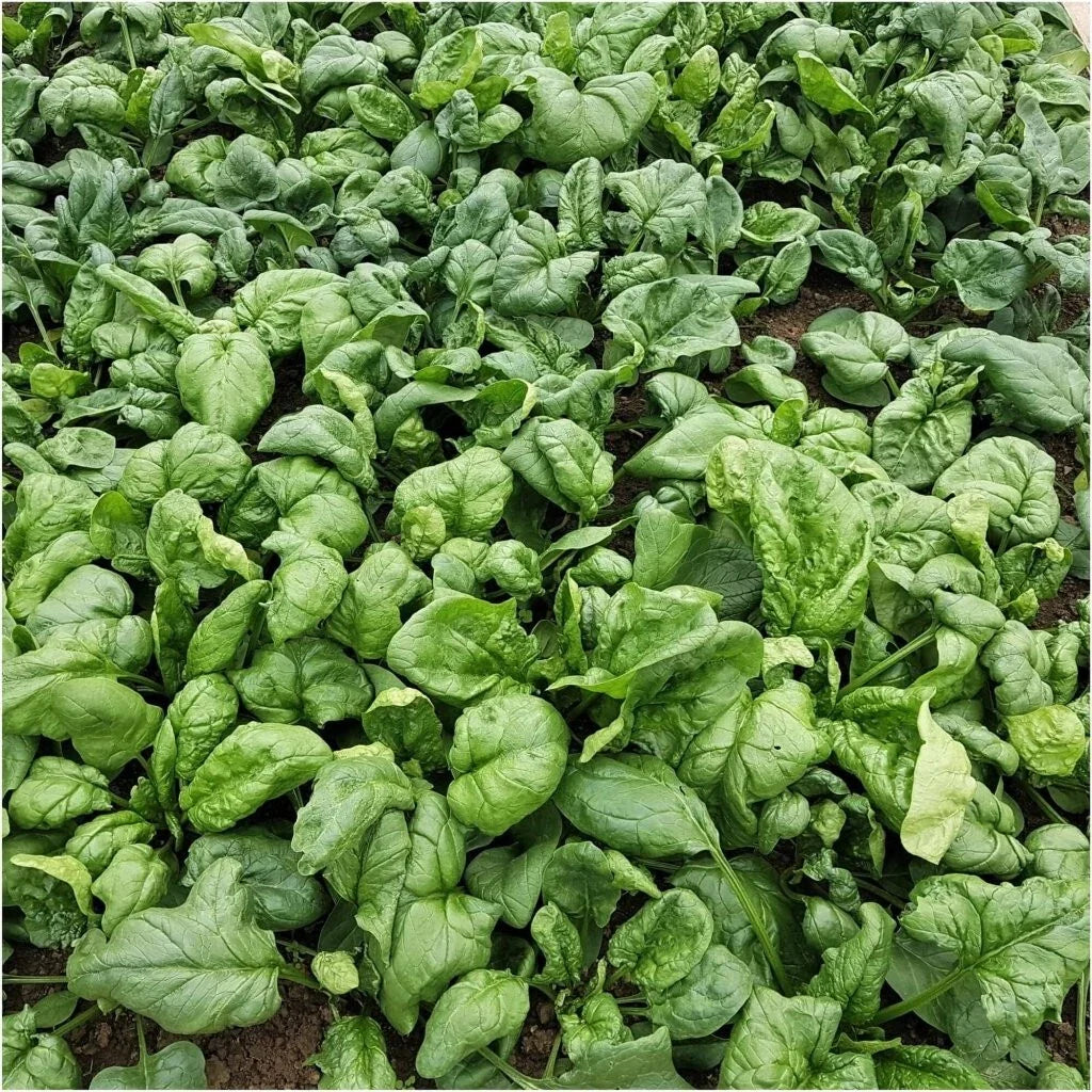 Viroflay Spinach Seeds - Heirloom Vegetable Garden Variety - Spinacia Oleracea - 100+ Seeds - Free Shipping