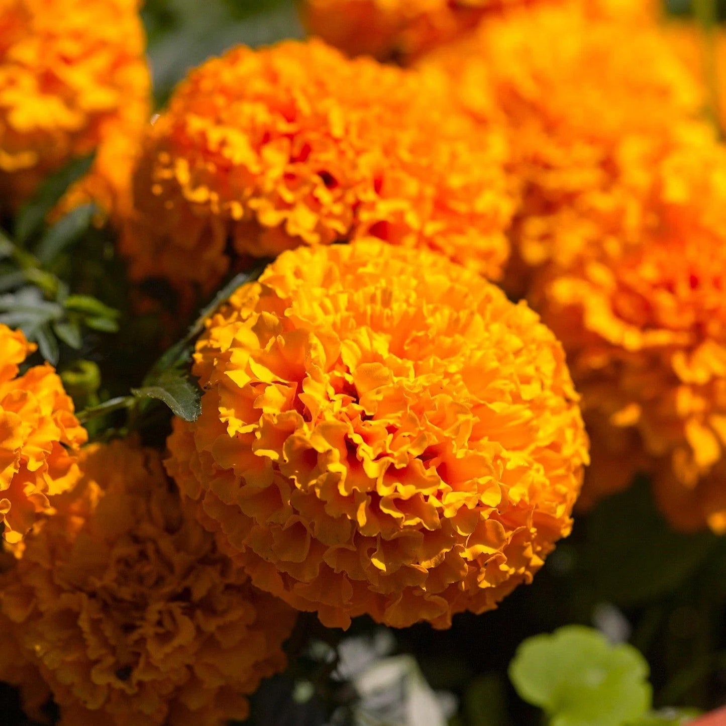 Hawaii Orange African Marigold Seeds - Big Beauty Flower Seeds, Tagetes erecta - Ideal for 2025 Planting, Deer Resistant