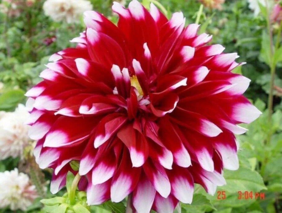 Dahlia Flower Seeds 20PCS - Rare Beautiful Perennial Variety - Garden Planting Seeds, Ideal for Home Gardens