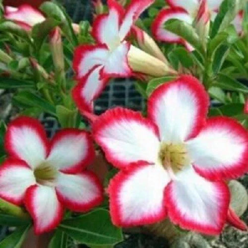 Desert Rose Seeds - 4 Pack - White Red Adenium Obesum - Exotic Flower Seeds for Garden or Indoor Planting