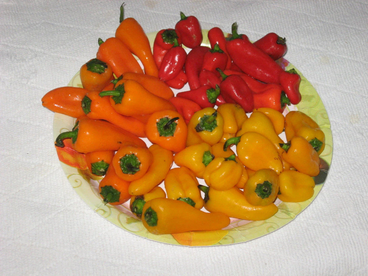 Bulk 100 Mini Bell Pepper Seeds - Sweetest Red, Yellow, Orange - Capsicum annuum 'Strawberry Sweet'