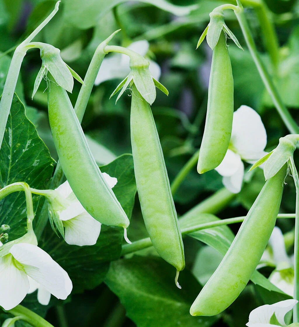 Sugar Ann Snap Pea Seeds - AAS Winner English Asian Chinese Snow Peas - Pisum sativum - 2025 Variety