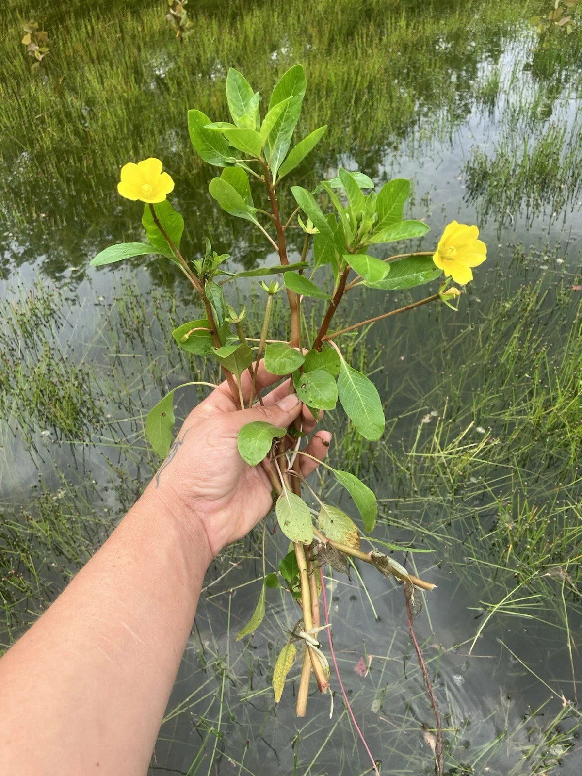 Creeping Primrose Pond Plant - 6 Rooted Fast Growing Floating Plant - Ludwigia repens