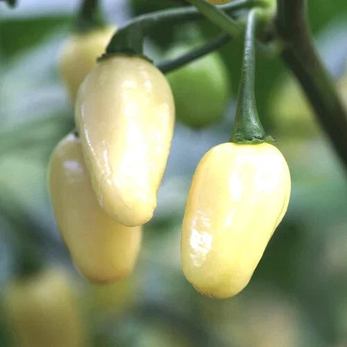 White Habanero Pepper Seeds | Heirloom Non-GMO | Capsicum chinense | Hot Chili Pepper Seeds for Gardening
