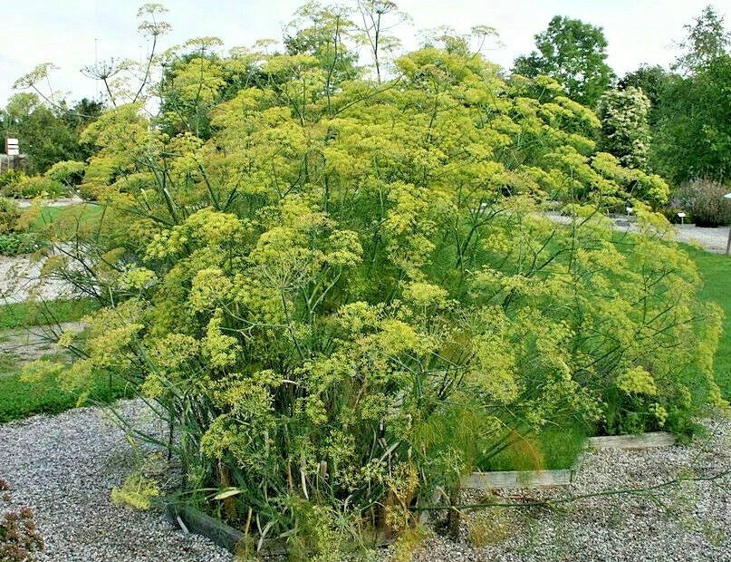 Fennel Seeds 100 Pack, Fern-Like Foliage, Yellow Flowers, Licorice Flavor, Foeniculum vulgare