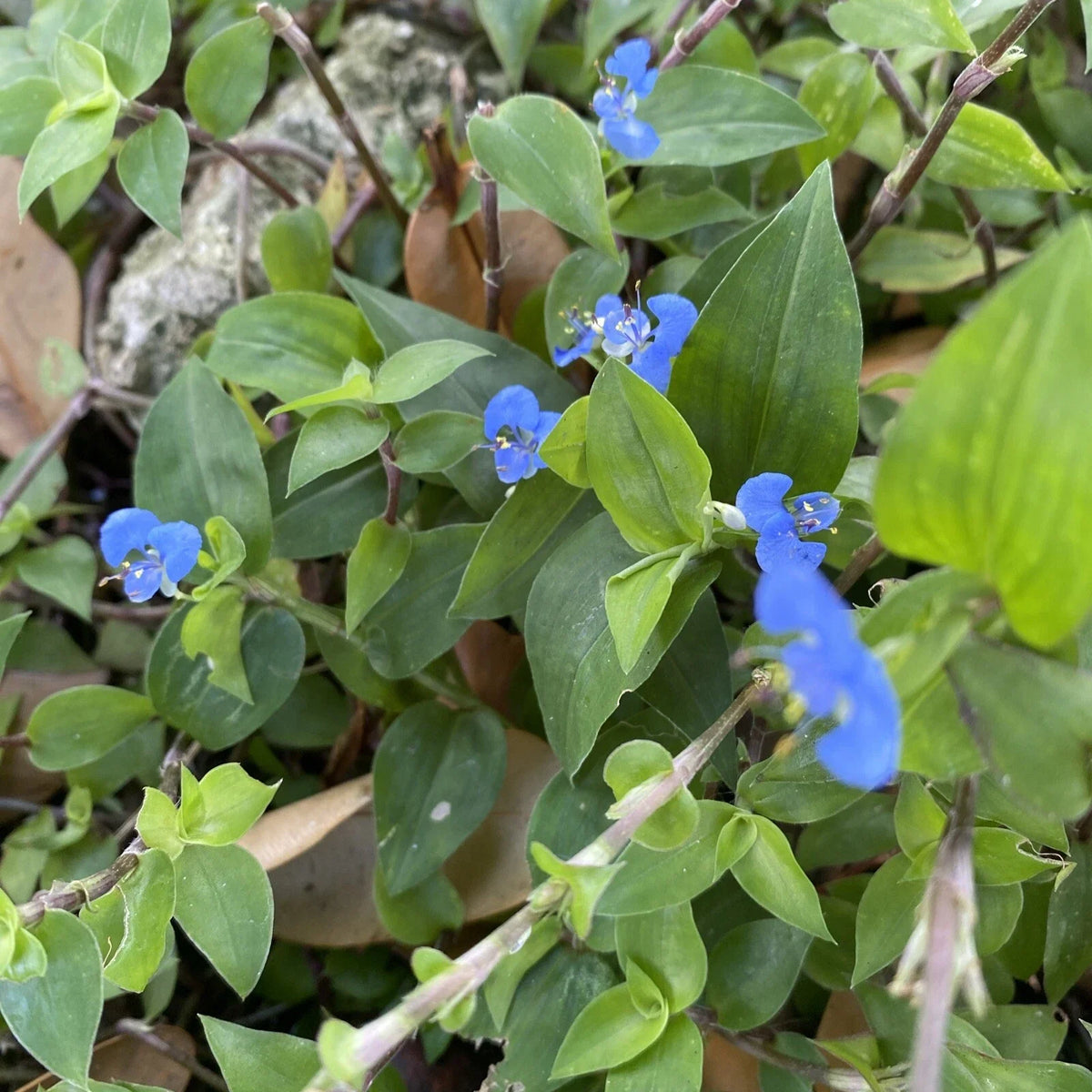 Commelina Diffusa Cuttings 7 Inches - 15 Live Plant Cuttings - No Soil - Tropical Ground Cover Plant