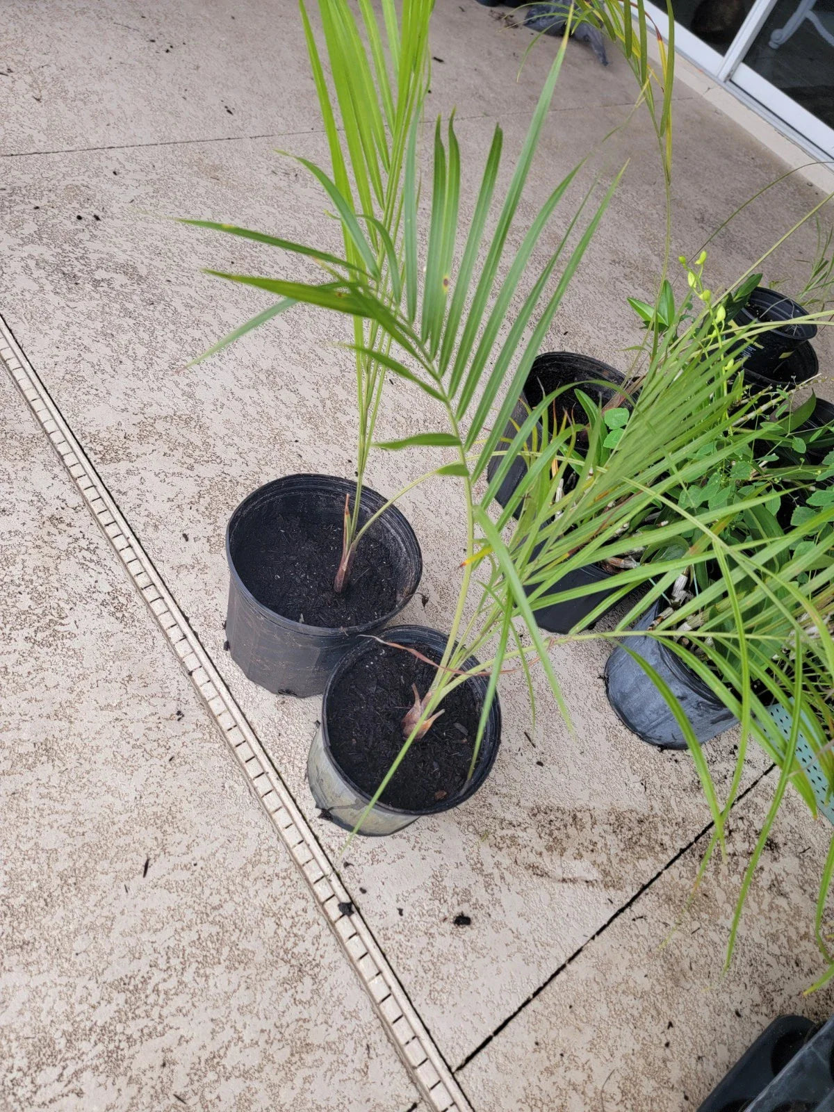 Triangle Palm Trees - 2 Bare Root Plants - Livistona rotundifolia - Indoor/Outdoor Tropical Foliage