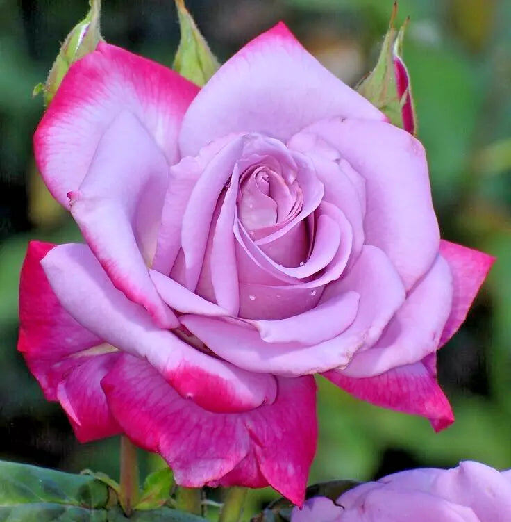 Rose Bush 1-2' Purple Lavender Red Edges Rosa hybrida 'Paradise' Live Plant