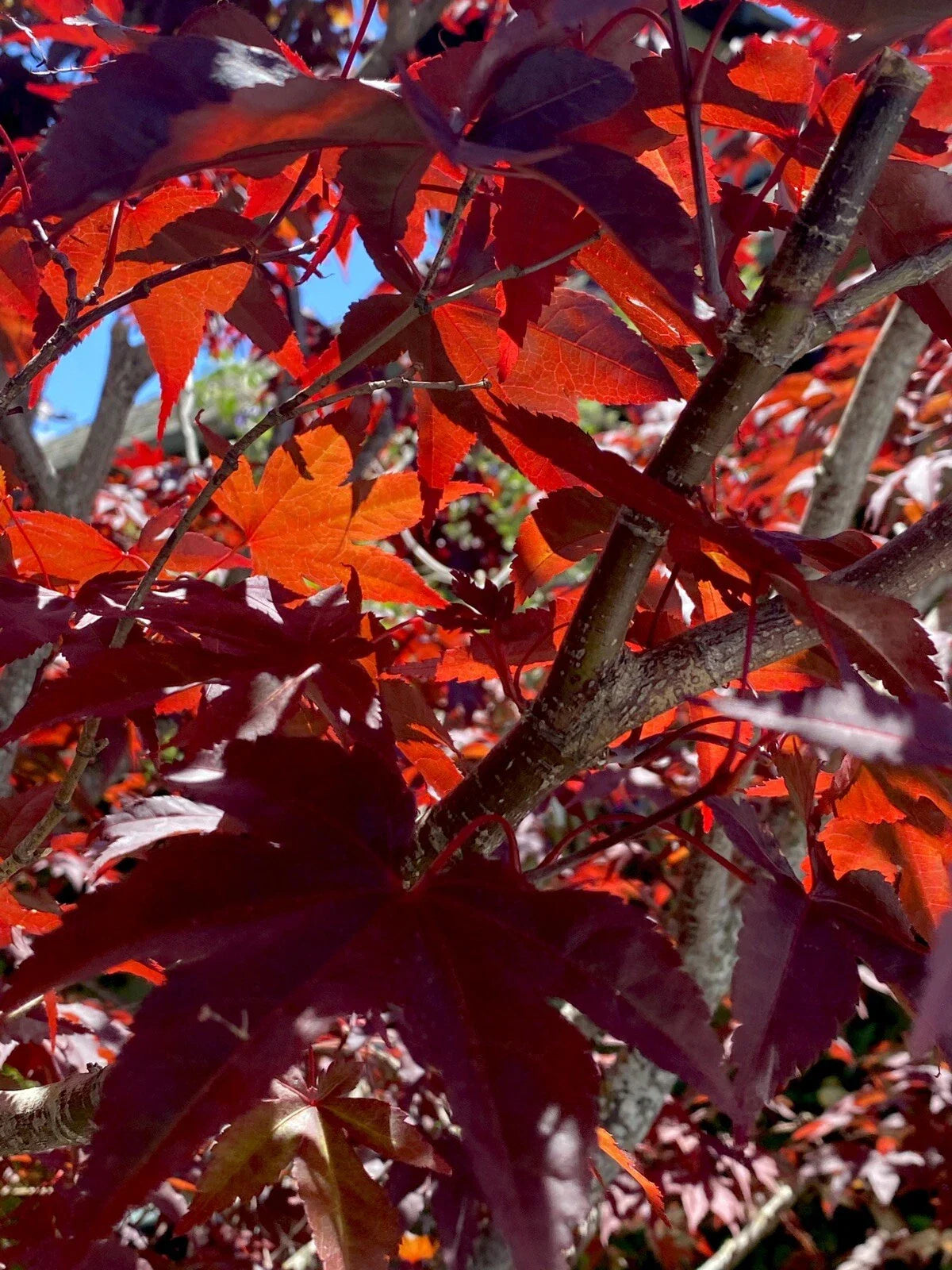 Japanese Red Maple Cuttings 6 Stem Propagation Acer Palmatum