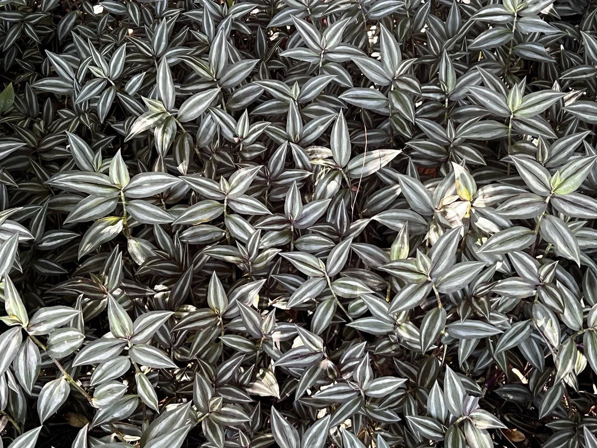 Tradescantia Zebrina Cuttings - 20 Pieces Wandering Jew Plant - Indoor Houseplant - Free Shipping