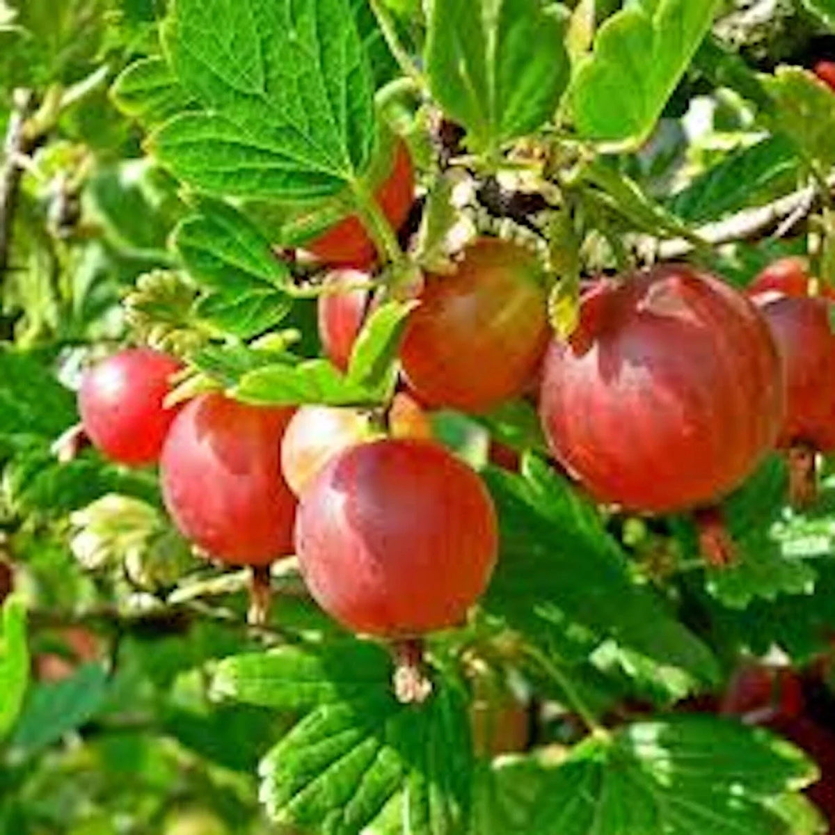 Pixwell Gooseberry Plant, 2-Year-Old, Light Green to Pink Berries, Ribes uva-crispa, Zones 3-8, Ideal for Pies and Preserves