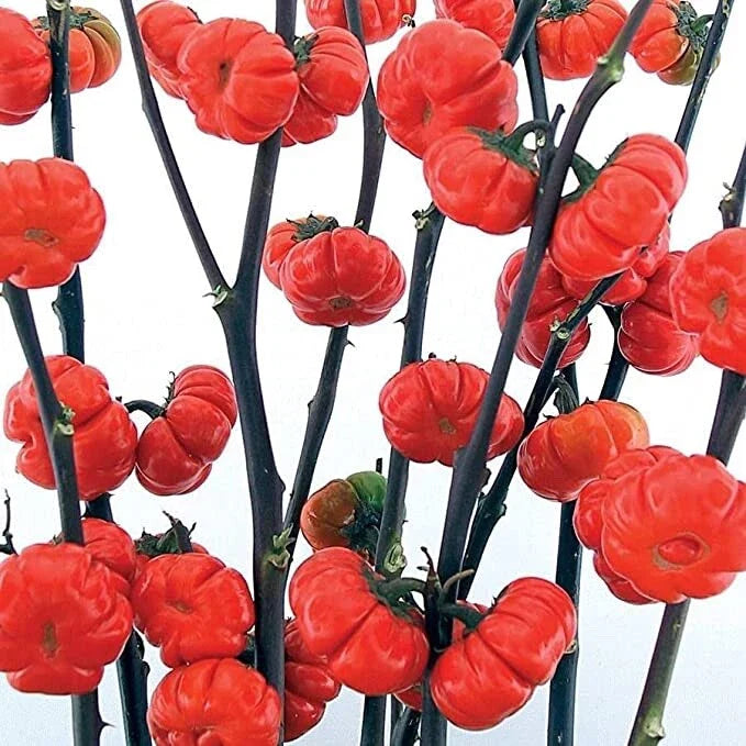 Pumpkin on a Stick Eggplant Seeds - 10 Seeds for Planting - Unique Variety - Solanum integrifolium - Ships from Iowa, USA