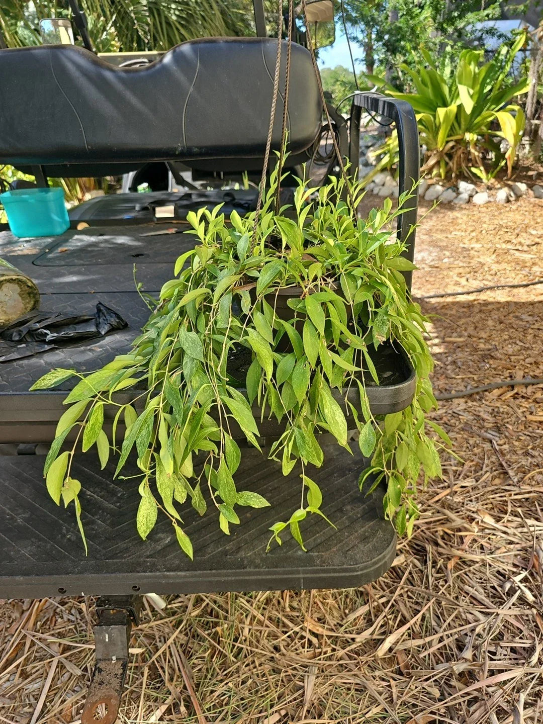 XL Aeschynanthus Lipstick Plant - Mini Variegated Live Plant in 8" Hanging Pot - Indoor Houseplant