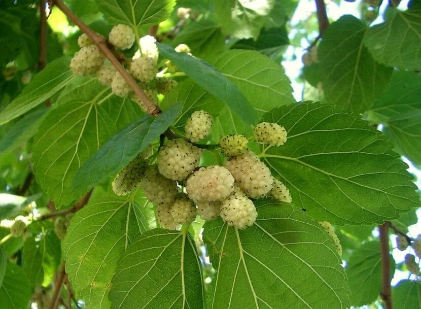 White Mulberry Tree Seeds - 30++ Organic Heirloom Seeds (Morus alba), Harvested 05/2024