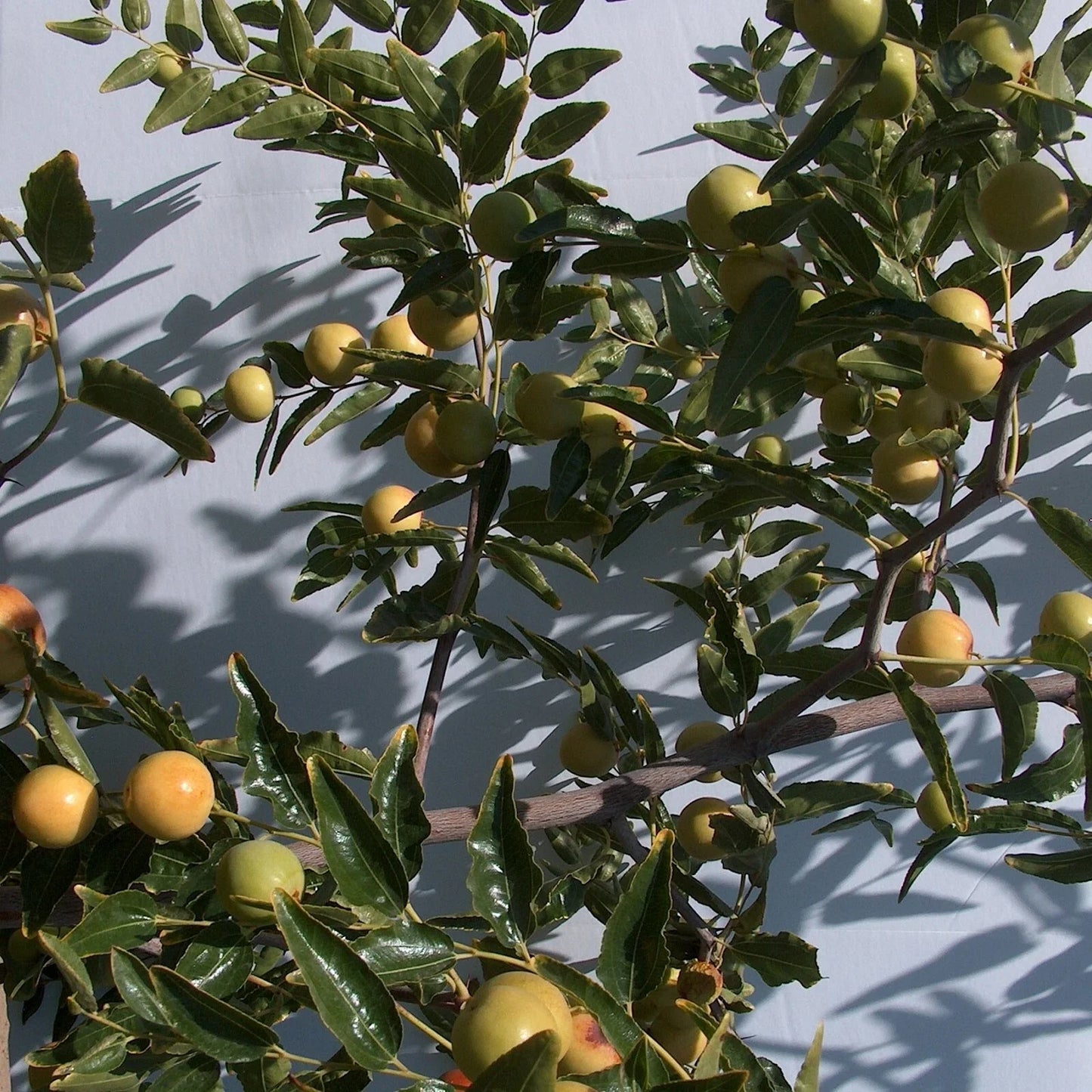 Honey Jar Jujube Tree Scion Wood 8" Thin Cutting Bud, Ziziphus jujuba, Grafted No-Root for Planting