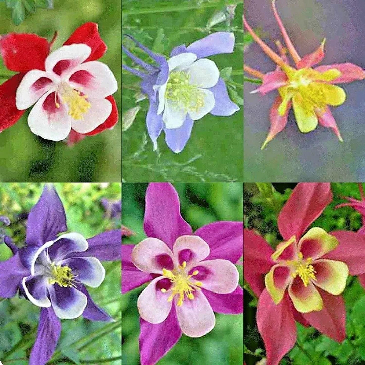 Columbine Seeds Mix - Perennial Native Wildflower for Shade Garden & Containers - Easy to Grow Aquilegia