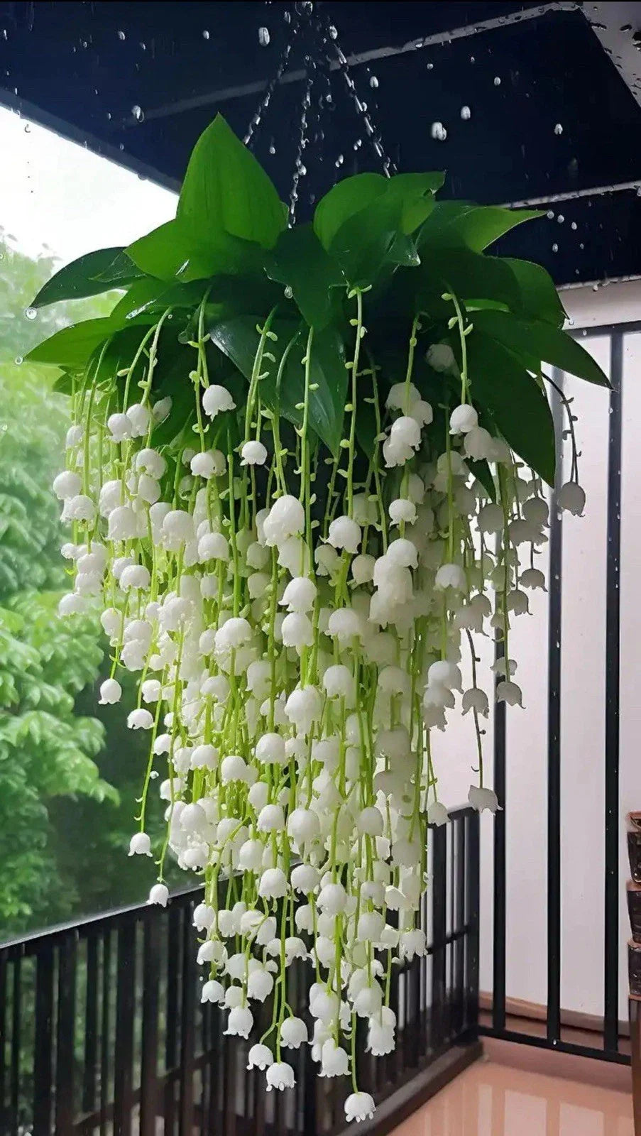 Lily of the Valley Seedlings - 15 Bare Root Plants - Convallaria majalis - Perennial Ground Cover, Fragrant Flowers