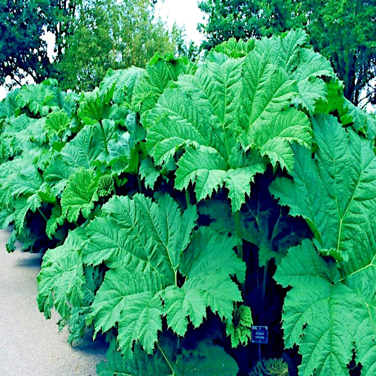 Gunnera Manicata Seeds - 100g Rare Giant Hardy Exotic Flower Plant "Dinosaur Food"