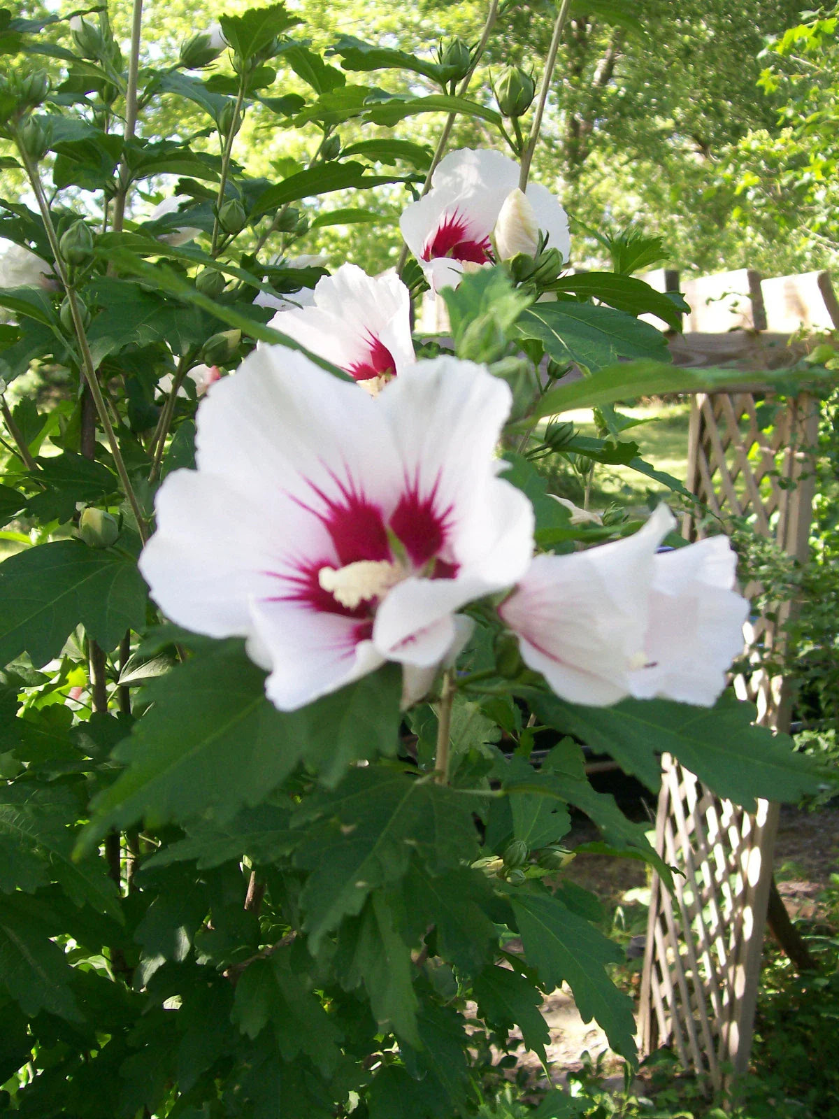Rose of Sharon Plant 24-36 Inches Mixed Colors Hibiscus syriacus - 2-3 Years Old, Hardy Zones 5-9, Freshly Dug Roots