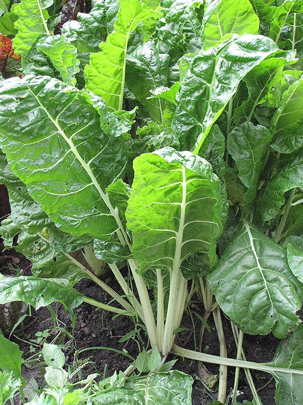 Fordhook Giant Swiss Chard Seeds - 50 Ct Non-GMO Vegetable Garden Seeds - Beta vulgaris - USA