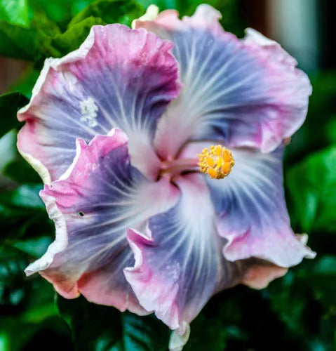 Blue Purple Hibiscus Seeds - 20 Hardy Perennial Tropical Exotic Seeds - Hibiscus rosa-sinensis