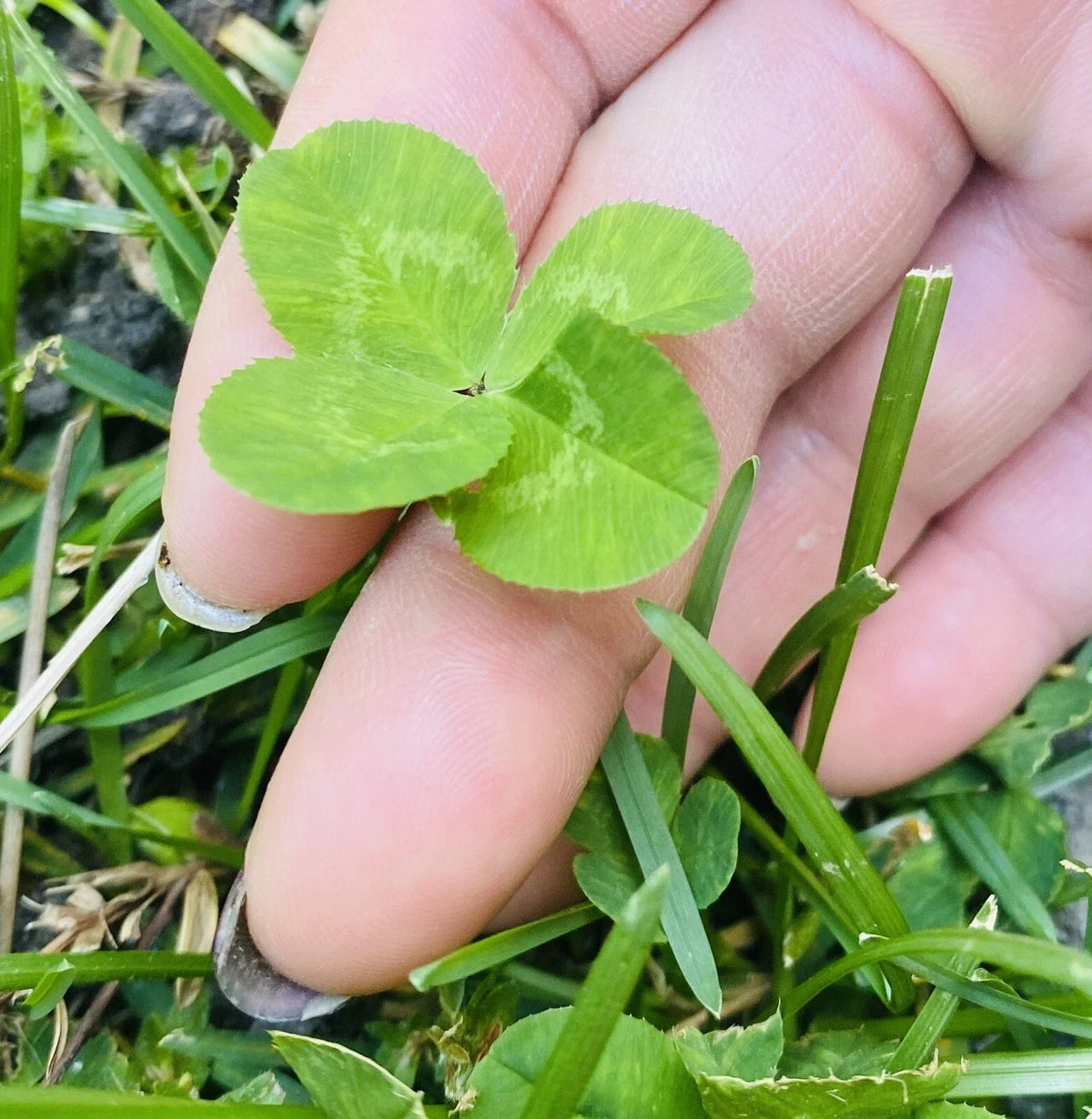 Rare 4 Leaf Clover Plant - Handpicked Genuine Lucky Gift - Trifolium repens