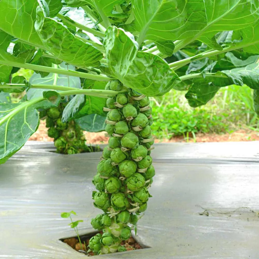 500 Diablo Brussels Sprouts Seeds for Garden Planting - Brassica oleracea - Heirloom Vegetable Seeds - USA