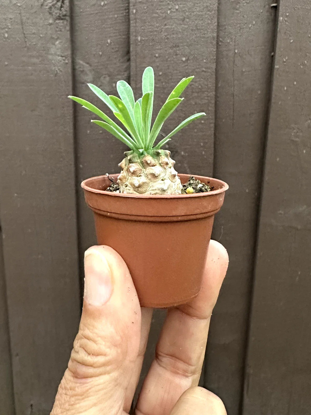 Euphorbia 'Cocklebur' Starter Plant - 1 3/4 Inch Pot - Euphorbia × japonica - Low Maintenance Succulent Indoor Plant