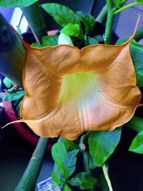 Brugmansia Cuttings - 3 Fresh Cuttings - MOBISU - Angel's Trumpet - Brugmansia spp.