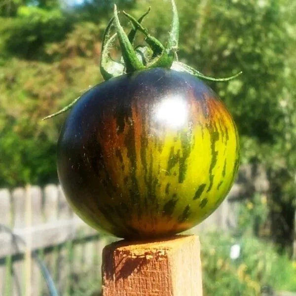 Green Zebra Tomato Seeds - 120+ Heirloom Organic Non-GMO - Fresh Vegetable Seeds - Solanum lycopersicum